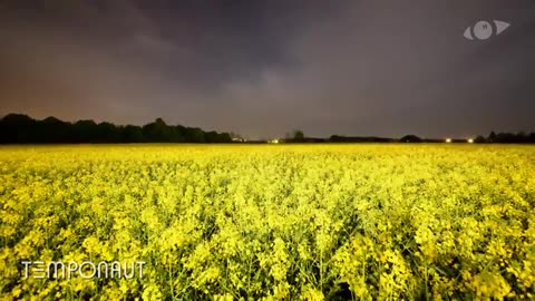 Canola Field - Slider Timelapse - Zeitraffer Video - Laps De Temps - Lapso De Tiempo - 微速度撮影