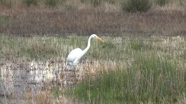 White bird walking the swamp