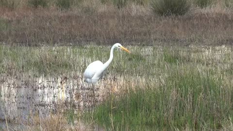 White bird walking the swamp