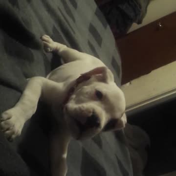 Sybil Playing When She Was A Puppy