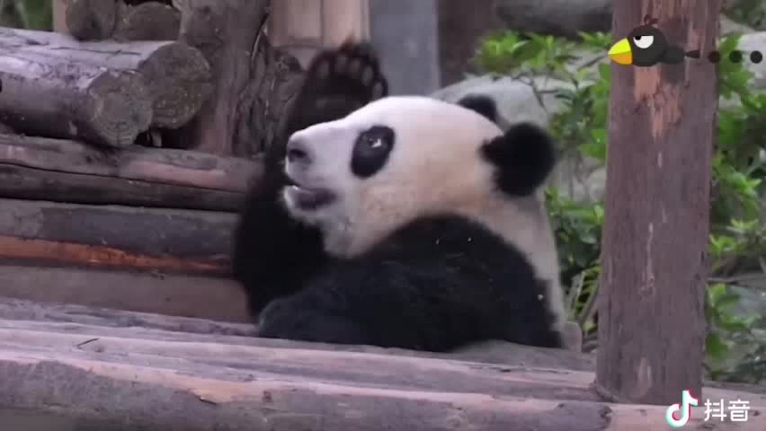 FUNNY & CUTE PANDA VIDEO