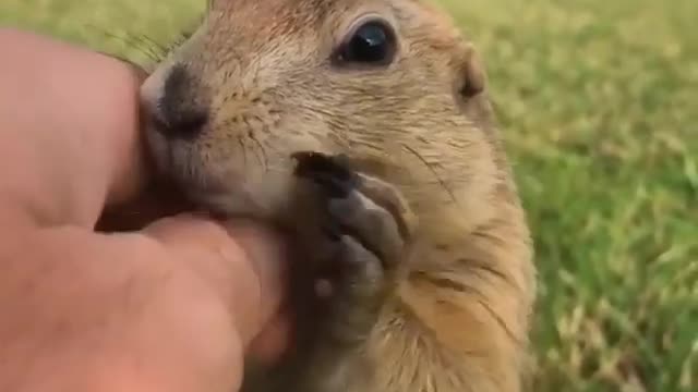 Sweet Little Creature