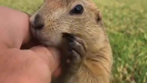 Sweet Little Creature