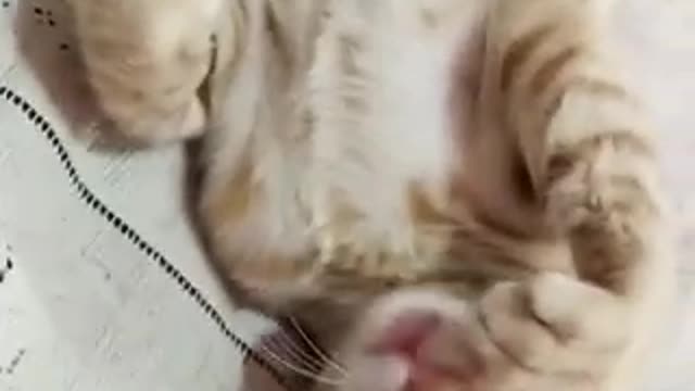 cute cat face drawing | cat videos | funny dog and cat videos try not to laugh