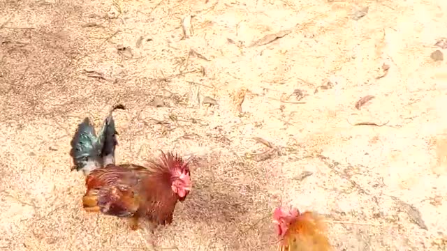 Cocks fight over hen