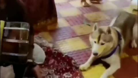 Funny videos, funny animals Hub, funny cats and dogs reactions, 🐕😄😆🤣😂, performance 🤣funny 🐕😄