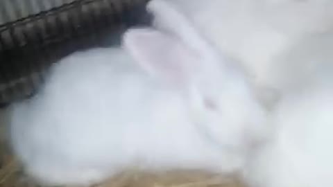 My cute pet one another vedio