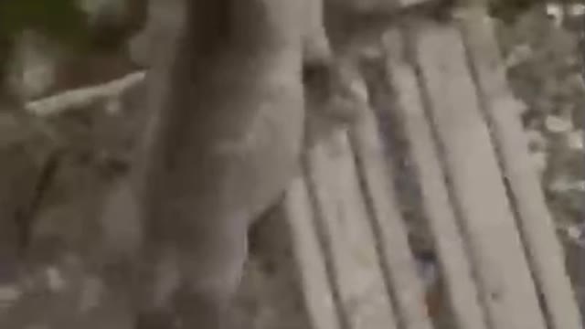 Trust the dog's instincts!