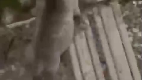 Trust the dog's instincts!