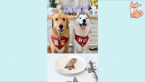 Funny dogs run away when they watched puppy made up of cake is cutoff by a knife and start barking