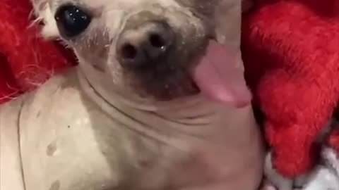 Dog funny viral #4