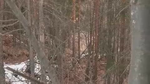 Když medvěd rozumí slovensky - When a bear understands Slovak