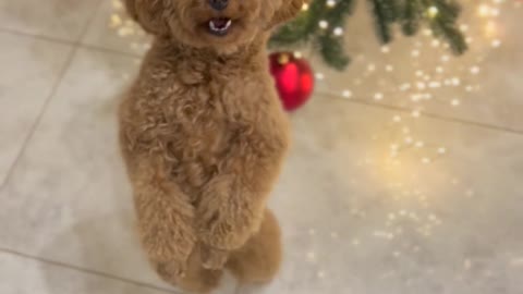 Dogs Playing by Christmas Tree