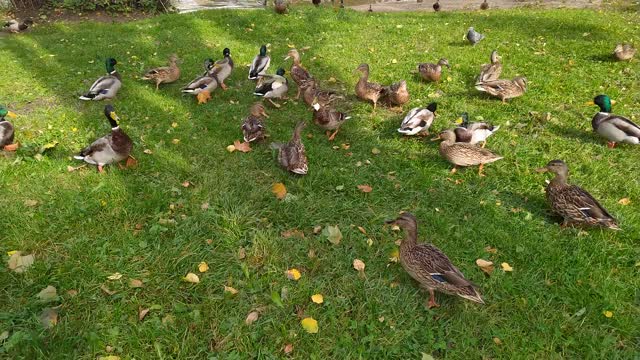 feeding bread to cute ducks