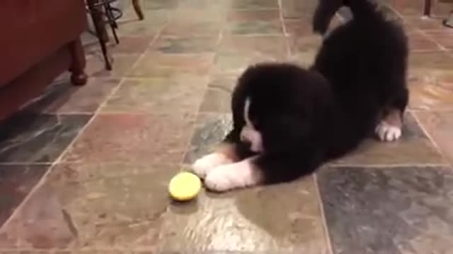 Puppy Against Lemon.Щенок Против лимона