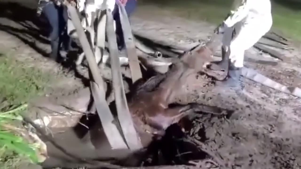 NO MORE HORSING AROUND WITH AN AMAZING RESCUE