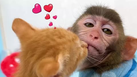 Bon Bon takes care of kittens