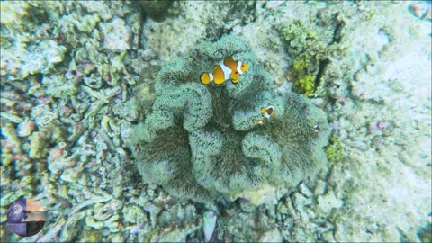 Amazing aquatic animals _ Explore underwater life in 10 minutes!! 2024