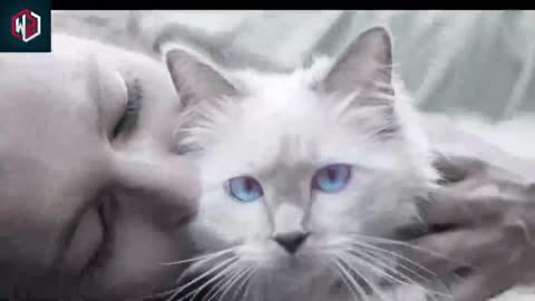 What It Means When Your Cat Curls Up With You For Cuddles