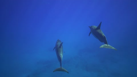🐬 Martin and Peter in the open ocean 🐬