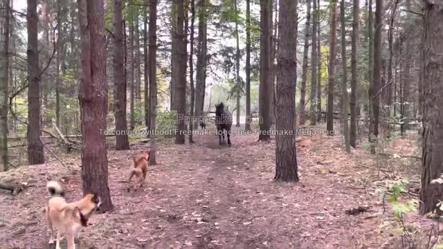 horse kicks tree and runs away.