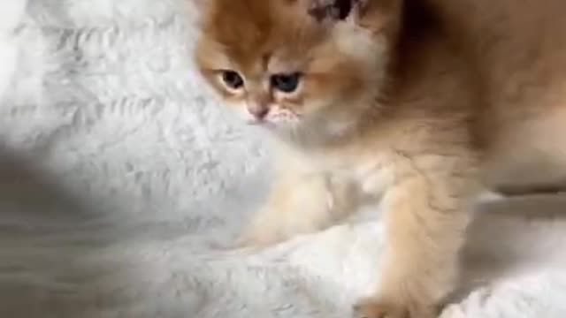 cat funny cute❤️❤️