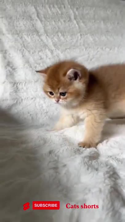 cat funny cute❤️❤️