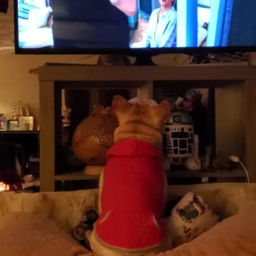 Dog enjoys the movie Spanglish