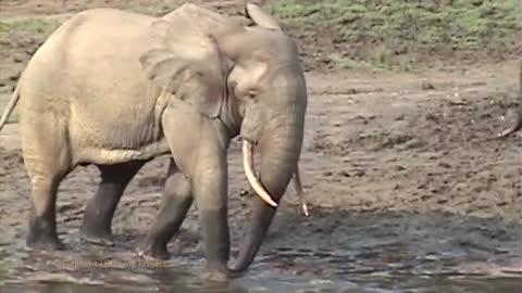 Forest Elephant 🐘 Musth Rumble🧐