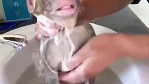 Monkey funny video part