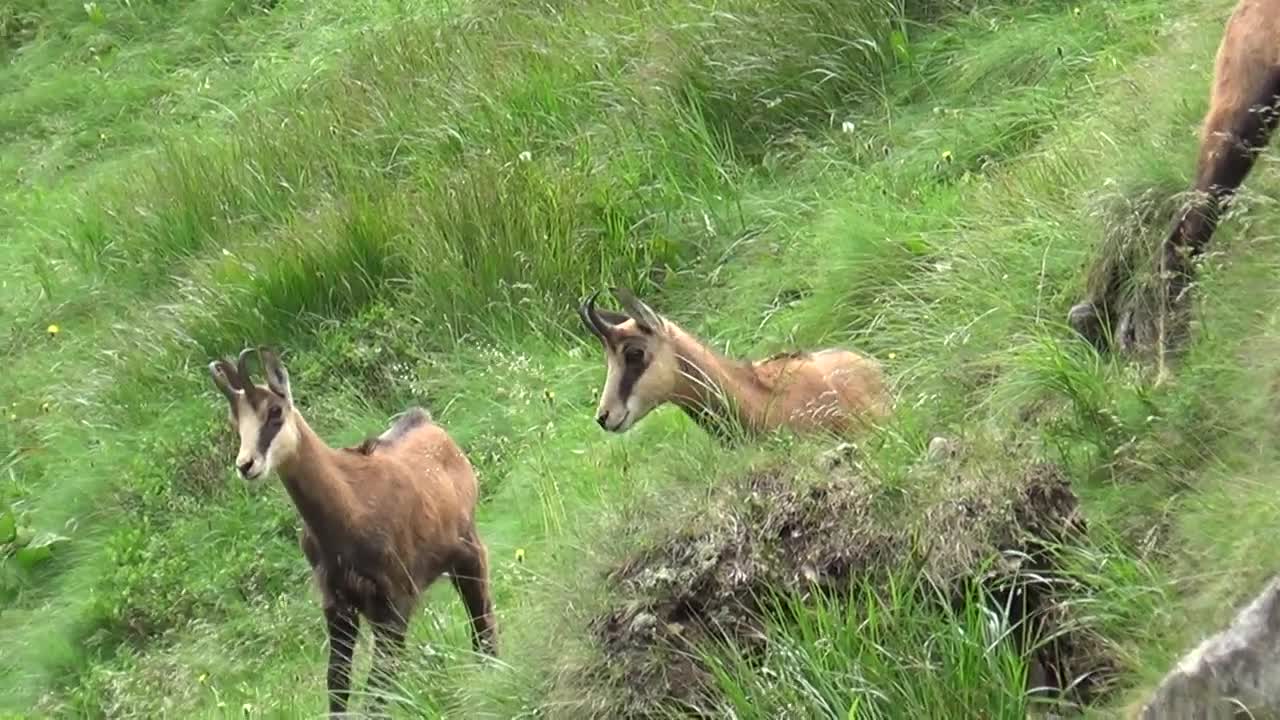 Wildlife in Tatra mountains (Slovakia)