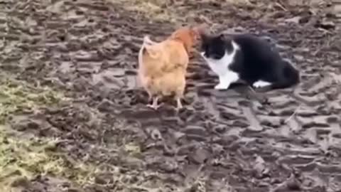 Best Funny Cat Videos That Will Make You Laugh All Day Long😹😹