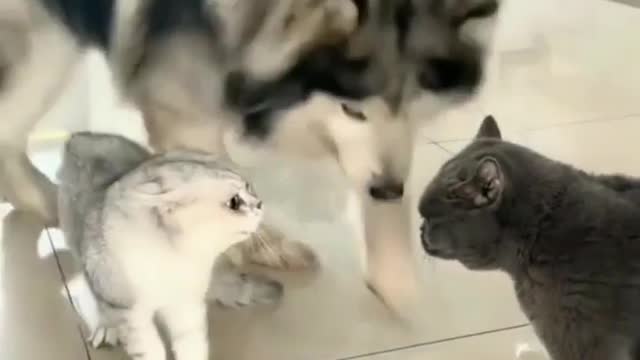 Funny cat videos and funniest cat completion