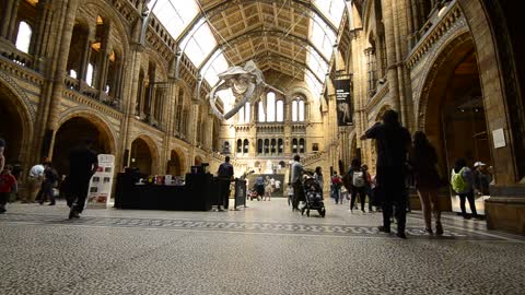 At the Museum of Natural Sciences in London, a skeleton of the huge blue whale