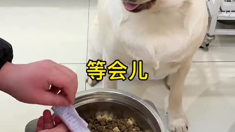 Dog food funny vidoe