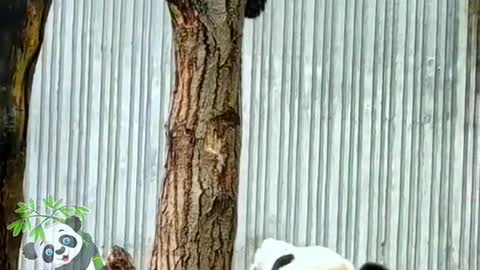 Pandas climb trees