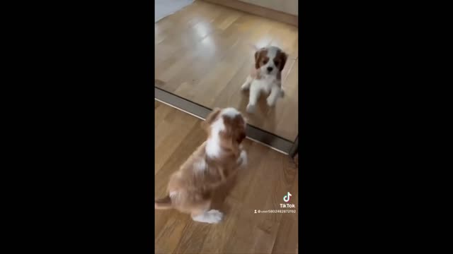cute puppy