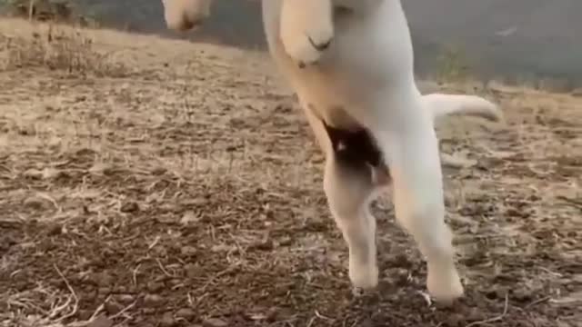 Dog training