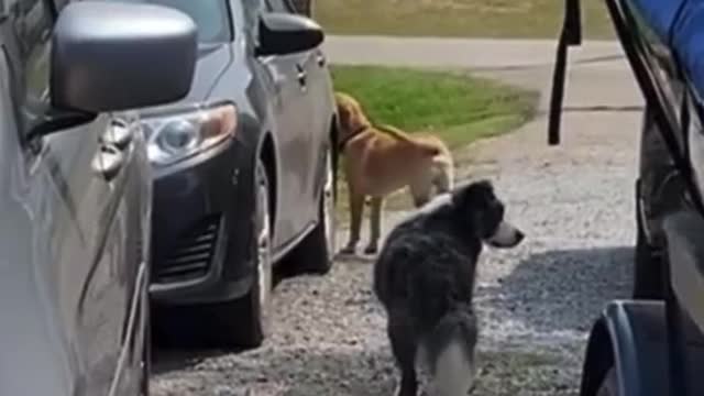 cute dog helping owner