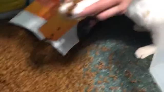 When your cat knocks over his food one too many times catoftiktok