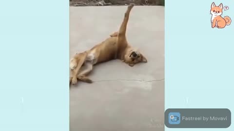 This dog has a unique sleeping position!