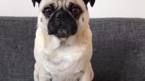 Cute and Funny Dog Compilation #shorts