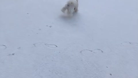 A puppy excited about the snow.