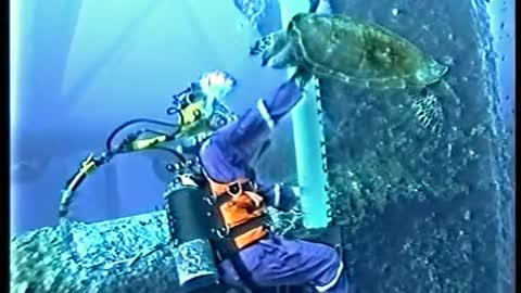 Turtle reunites with his diver best friend