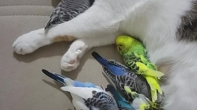 Cat and Parakeets Nap Together