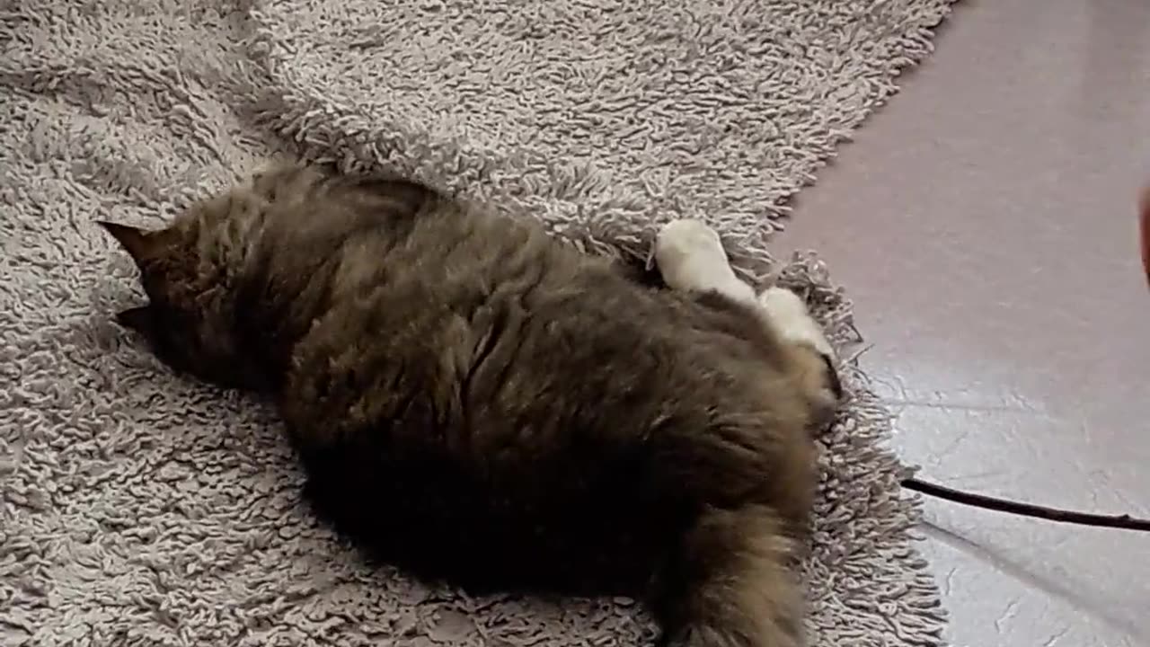 Cat Playing on Carpet