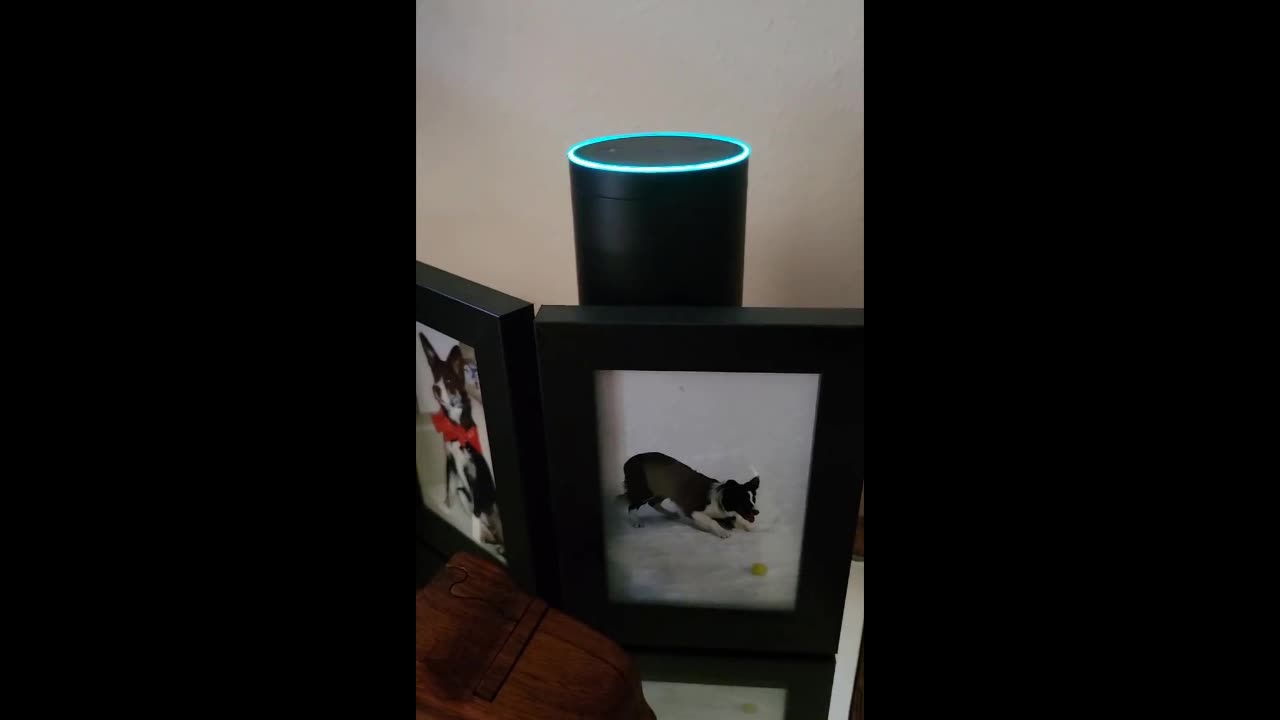 Alexa Admits There Was Massive Election Fraud In 2020, Amazon Freaks Out