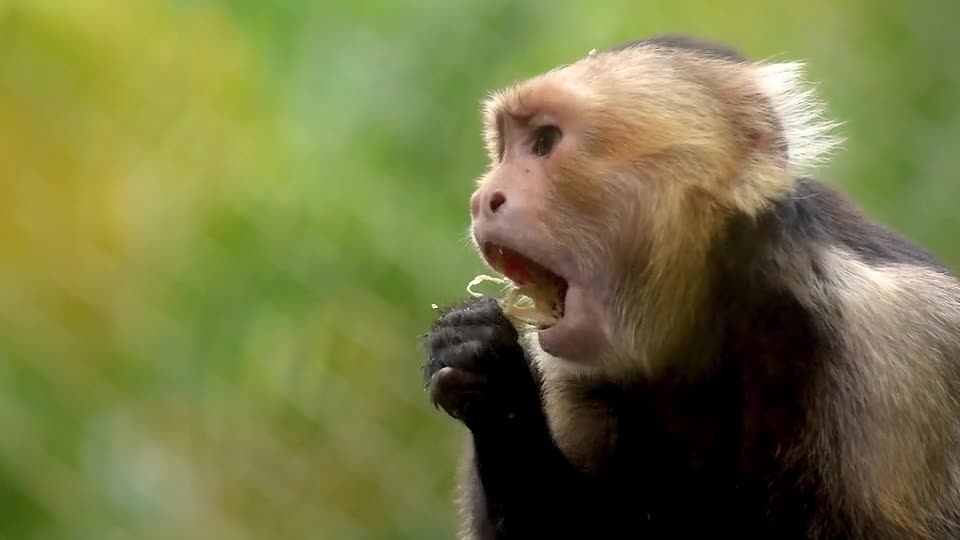 Monkey fun
