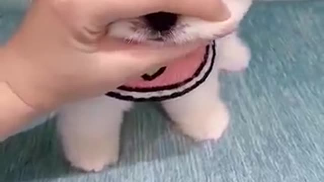 Cute puppyy