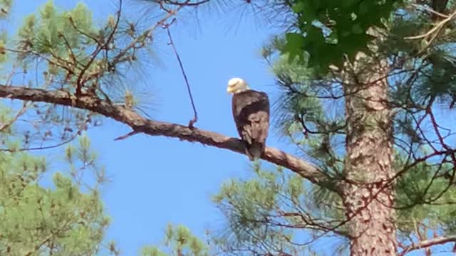 Bald eagle keeping an eye on the dogs.